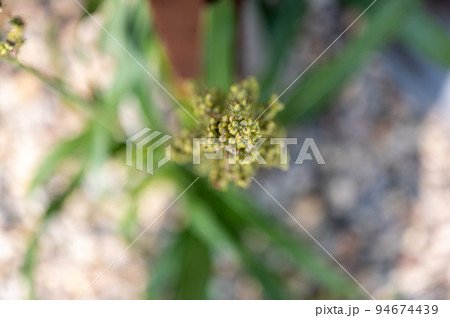 Top view selective focus on maturing seed head of sorghum bicolor 94674439
