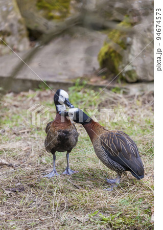 two duck in Jihlava ZOO, Czech Republic 94674573
