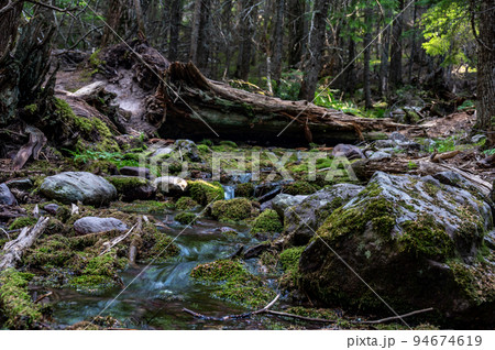 Running glacier melt water in a shallow stream along the Trail of Cedars path to Avalanche Lake in Glacier National Park 94674619
