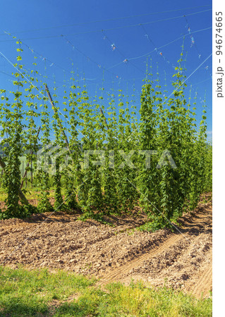 Hop field in Zatec region, Czech Republic 94674665