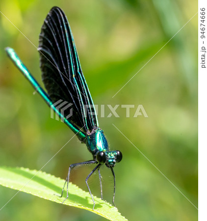 Macro selective focus on the head of a dark winged damselfly resting on a blade of grass.  94674666