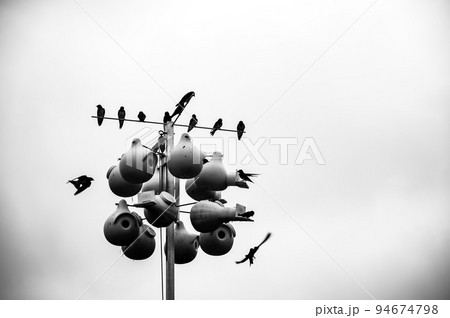 Grouping of purple martin birds perched on a raised nesting house. 94674798