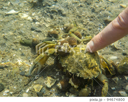 Looking through murky ocean water to a invasive species green crab with snails attached to the shell off the coast of Maine. Looking through murky ocean water to a invasive species green crab with snails attached to the shell off the coast of Maine. 94674800