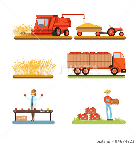 Wheat and tomato harvesting and sorting set. Farm products production cartoon vector illustration 94674823