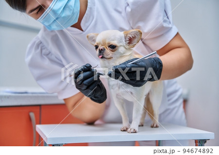 Small chihuahua dog being examined by a dentist doctor in a veterinary clinic. Pets, medicine, care, animals concept Small chihuahua dog being examined by a dentist doctor in a veterinary clinic. Pets, medicine, care, animals concept 94674892
