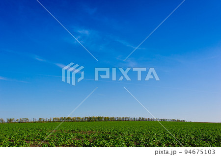Ukrainian Green Field of wheat, blue sky and sun, white clouds. wonderland. The unripe green wheat field under summer sunset sky with clouds. The unripe green wheat field under summer sunset sky with Ukrainian Green Field of wheat, blue sky and sun, white clouds. wonderland. The unripe green wheat field under summer sunset sky with clouds. The unripe green wheat field under summer sunset sky with 94675103