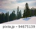 carpathian mountain scenery with spruce trees. wonderful landscape with snowy hills and meadows in white season. misty morning with silhouette of borzhava ridge in the distance 94675139