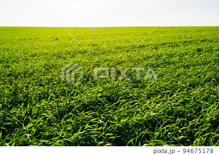 Ukrainian Green Field of wheat, blue sky and sun, white clouds. wonderland. The unripe green wheat field under summer sunset sky with clouds. The unripe green wheat field under summer sunset sky with 94675178