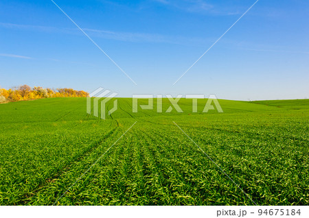 Ukrainian Green Field of wheat, blue sky and sun, white clouds. wonderland. The unripe green wheat field under summer sunset sky with clouds. The unripe green wheat field under summer sunset sky with Ukrainian Green Field of wheat, blue sky and sun, white clouds. wonderland. The unripe green wheat field under summer sunset sky with clouds. The unripe green wheat field under summer sunset sky with 94675184