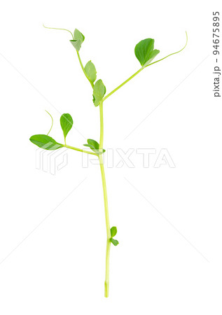 Pea shoot, isolated, from above, on white background. Fresh, raw seedling and sprout of Pisum sativum, used as a garnish or as a leaf vegetable. Edible, raw, organic and vegan. Macro food photo. Pea shoot, isolated, from above, on white background. Fresh, raw seedling and sprout of Pisum sativum, used as a garnish or as a leaf vegetable. Edible, raw, organic and vegan. Macro food photo. 94675895