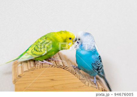 【ペット】羽繕いをしてあげるセキセイインコ 94676005
