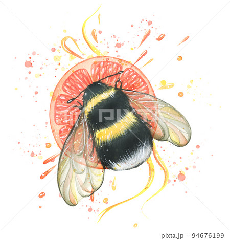 Bumblebee with a round piece of grapefruit, splashes of juice and ribbons. Watercolor illustration. For the design and decoration of postcards, posters, menus, logos, stickers, prints. 94676199