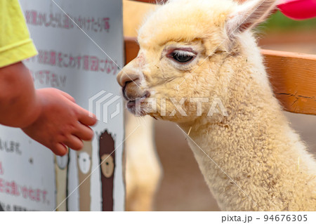 アルパカのこども　【山古志アルパカ牧場】長岡市 94676305