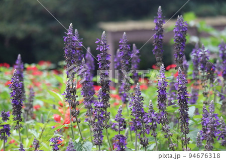 紫の花びらのサルビアディビノラムの花が咲く花壇の風景の写真素材
