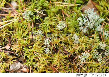 Polytrichum growing in the forest. Polytrichum Polytrichum growing in the forest. Polytrichum 94676751