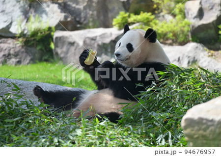おいしそうに竹を食べる桜浜 おいしそうに竹を食べる桜浜 94676957