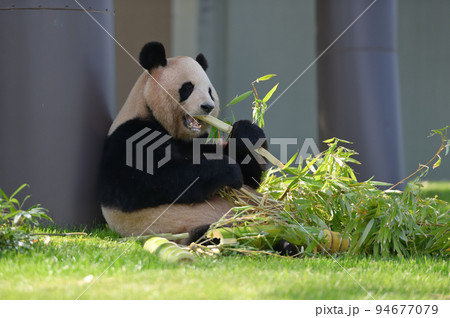 おいしそうに竹を食べる良浜 94677079