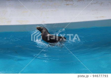 水族館のプールを回転しながら泳ぐ1頭のアシカのいる風景 94677793