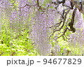 長藤　ナガフジ　新緑を背景に紫色の花　フジ 94677829