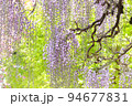 長藤　ナガフジ　新緑を背景に紫色の花　フジ 94677831