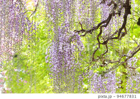 長藤　ナガフジ　新緑を背景に紫色の花　フジ 94677831