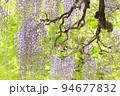 長藤　ナガフジ　新緑を背景に紫色の花　フジ 94677832