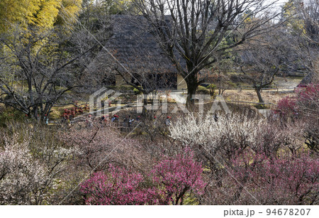 紅梅白梅咲く古民家博物館に課外授業で訪れた小学生達との早春風景 94678207
