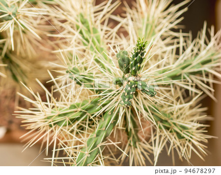 Prickly Cylindropuntia tunicata, commonly known as sheathed cholla. Cactus with long thorns. 94678297
