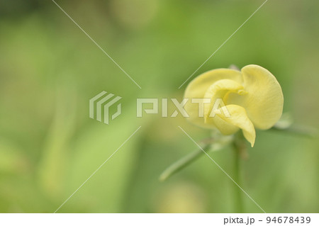 藪蔓小豆 藪蔓小豆 94678439