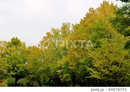 秋の気配を感じる公園 気持ち良いそよ風の中を散策する 古河 秋の気配を感じる公園 気持ち良いそよ風の中を散策する 古河 94678735