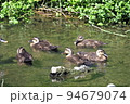 カルガモ4 94679074