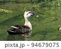 カルガモ5 94679075