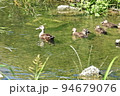 カルガモ6 94679076