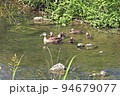 カルガモ7 94679077