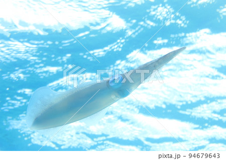 自然のアオリイカ 94679643