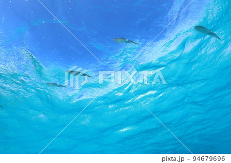 アオリイカの群れ 94679696