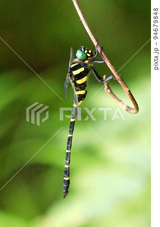 オニヤンマ 94679848