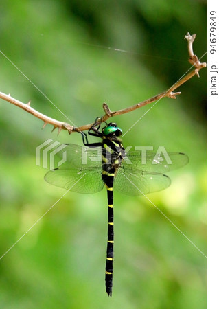 オニヤンマ 94679849