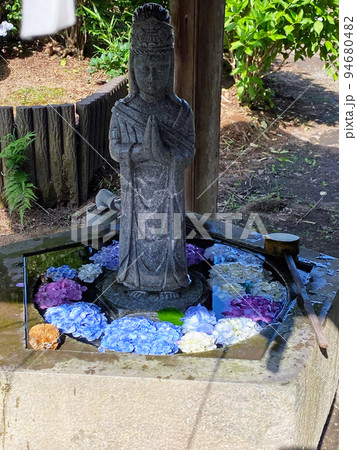 【千葉県香取郡】あじさいの名所 紫陽花寺 日本寺 身代わり観音 【千葉県香取郡】あじさいの名所 紫陽花寺 日本寺 身代わり観音 94680482