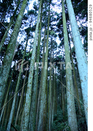 飯山白山森林公園のトレッキングコース脇の杉の美林 飯山白山森林公園のトレッキングコース脇の杉の美林 94680529