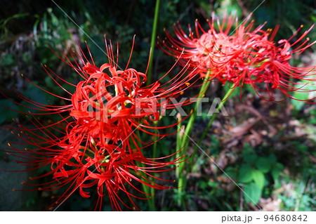 彼岸花　ヒガンバナ　曼珠沙華 94680842