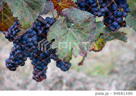 【長野県 上水内郡 飯綱町】ワイナリーのブドウ畑 94681390