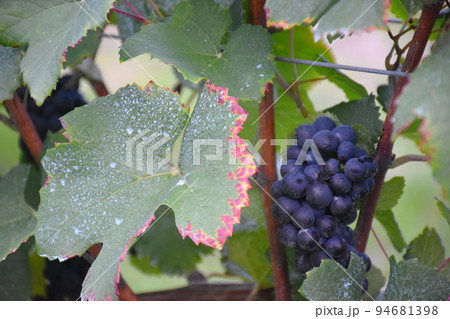 【長野県 上水内郡 飯綱町】ワイナリーのブドウ畑 94681398