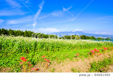 彼岸花と蕎麦畑 94681460