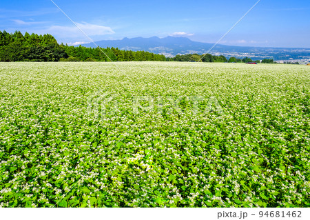 赤城山と蕎麦畑 94681462