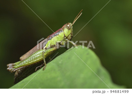 バグ 昆虫 苦悩 94681499