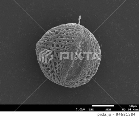 ブバルディアの花粉電子顕微鏡写真 94681584