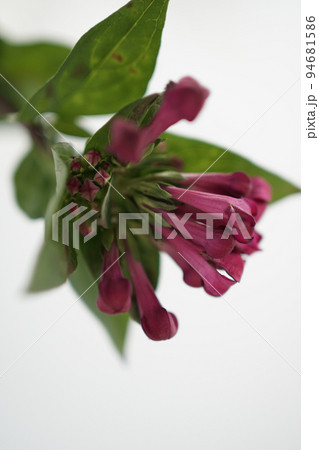ブバルディアの花粉電子顕微鏡写真(被写体) ブバルディアの花粉電子顕微鏡写真(被写体) 94681586