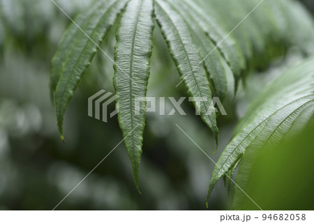 植物 工場 プランツ 94682058