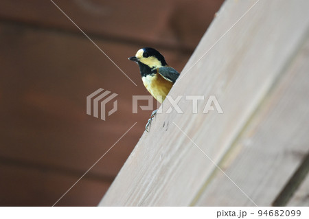 野尻高原大学村 ウッドデッキの階段にいるヤマガラ 野尻高原大学村 ウッドデッキの階段にいるヤマガラ 94682099